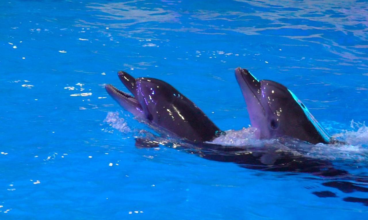 Дельфинарий грозный. Дельфинарий в Грозном. Дельфинотерапия в Грозном. Дельфинарий в Грозном фото. Дельфинарий Чечня Грозный.
